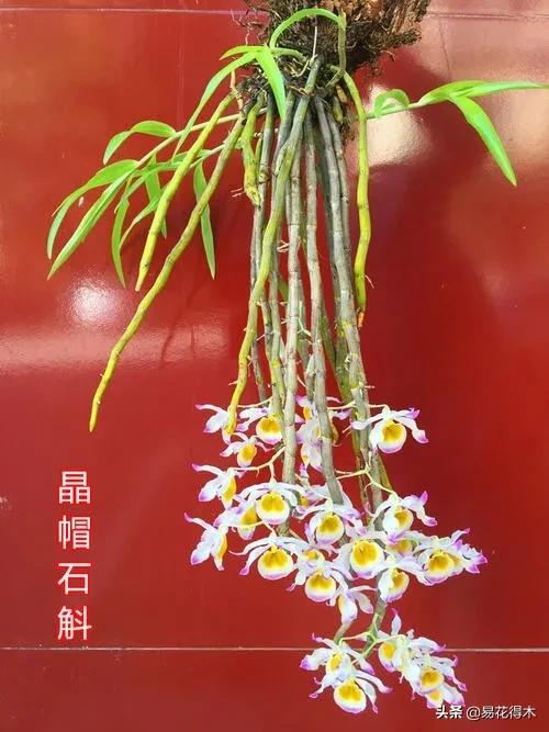 叠鞘石斛与铁皮石斛的区别,肿节石斛和大苞鞘石斛的不同