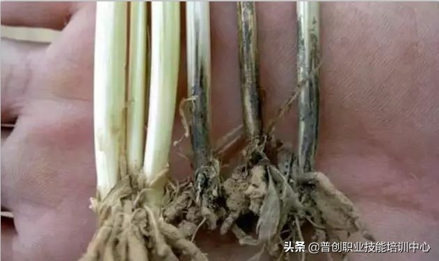 小麦种深了苗黄苗弱怎样补救管理,小麦旺苗冻害怎么补救