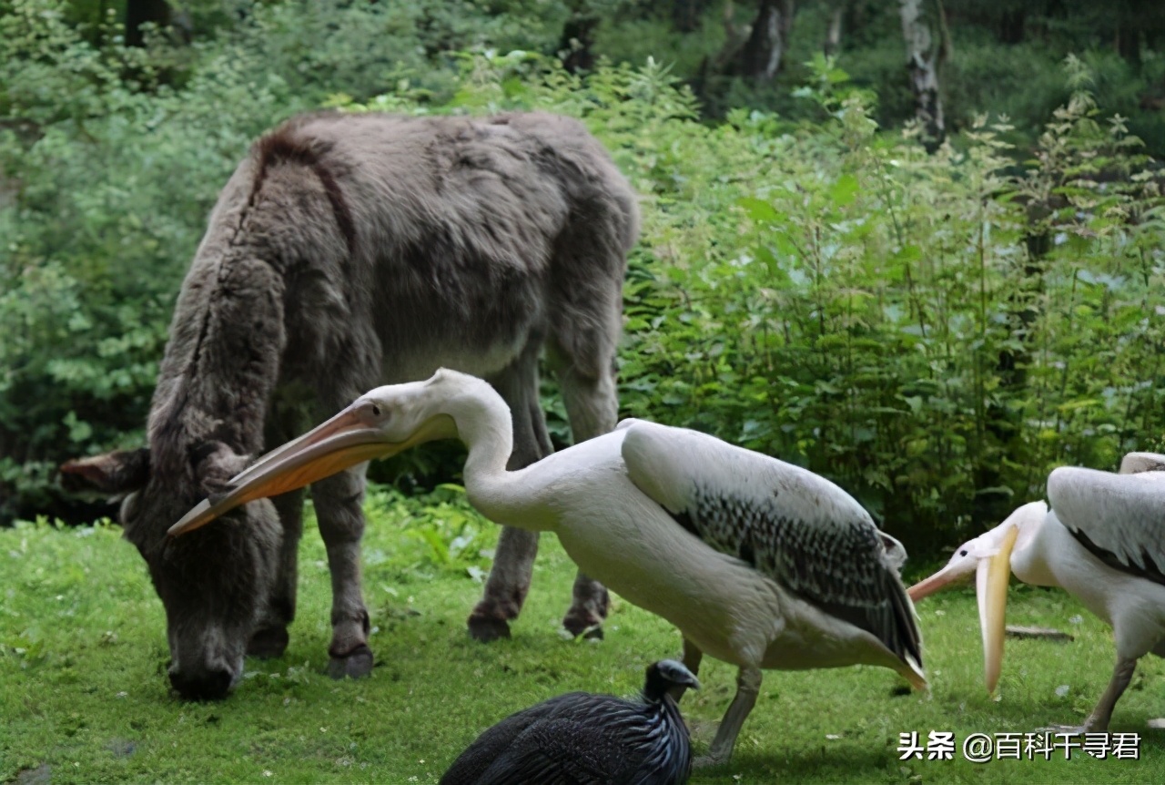 鹈鹕吞猎物到肚子里是怎么样的,鹈鹕的嘴真的是大口袋吗