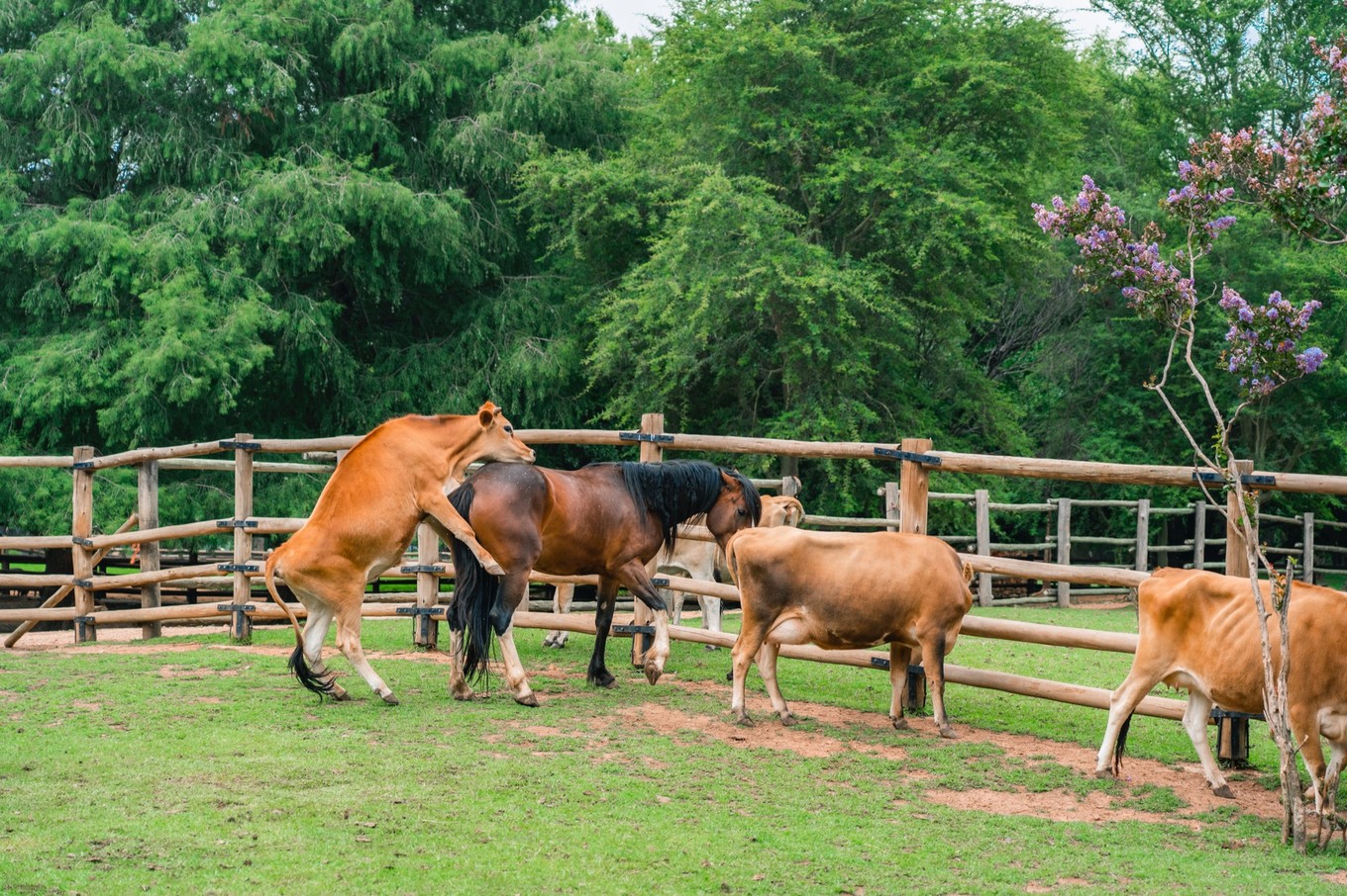 南非自驾游,南非自驾游最新