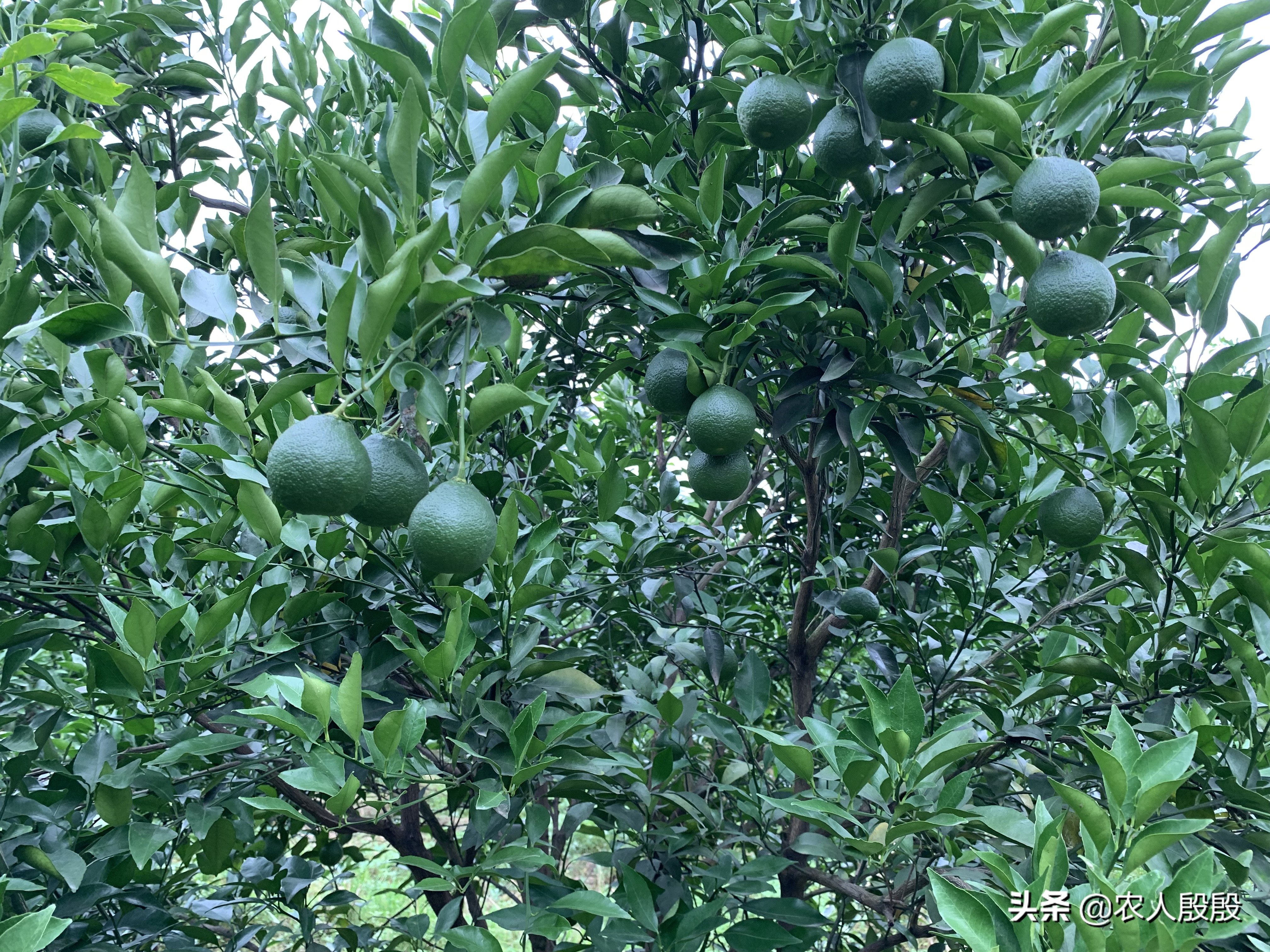 柑橘溃疡病树脂病用什么杀菌剂,柑橘树脂病最有效的杀菌剂