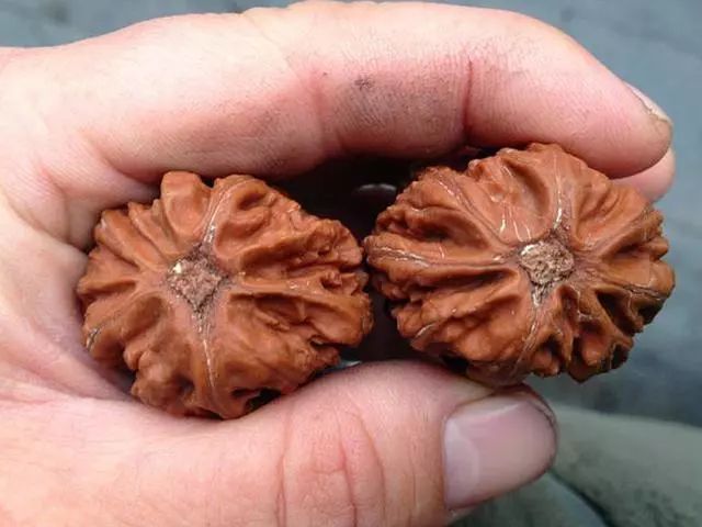 文玩核桃封脐,核桃封脐用什么东西最简单