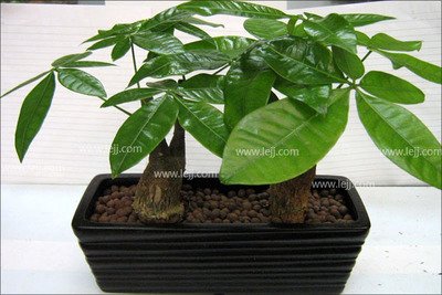 发财树落叶黄叶怎么养,发财树怎么养才能旺盛