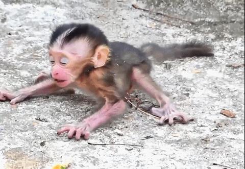 大猴子把小猴子推下悬崖被摔死,动物园猴子被猴子欺负