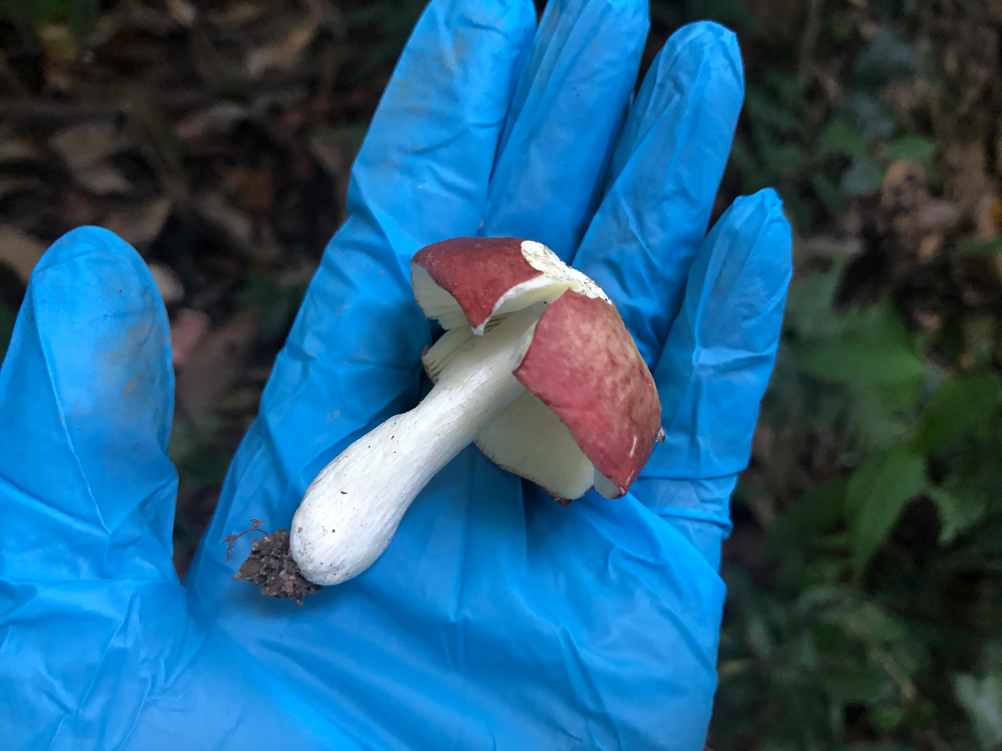 娣卞北鑰佹灄閲庤彍妞嶇墿,鍘诲璁垮北闂寸殑閲庣敓鏈崏妞嶇墿