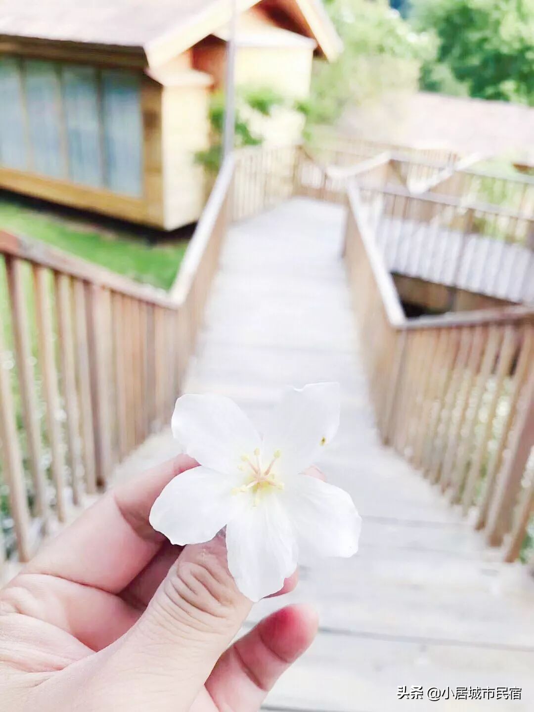 从化旅游景点大全樱花,从化樱花旅游景点