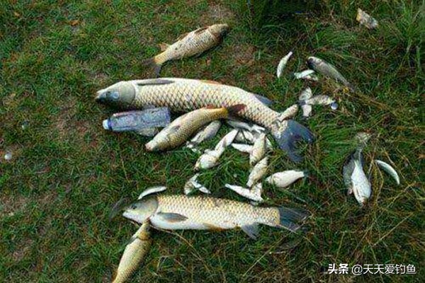 串钩钓鱼技巧和方法,秋季夜钓使用串钩好还是爆炸钩好