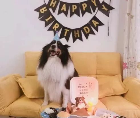 不太正经的宠物店名称有哪些,高端宠物店适合开在什么地方