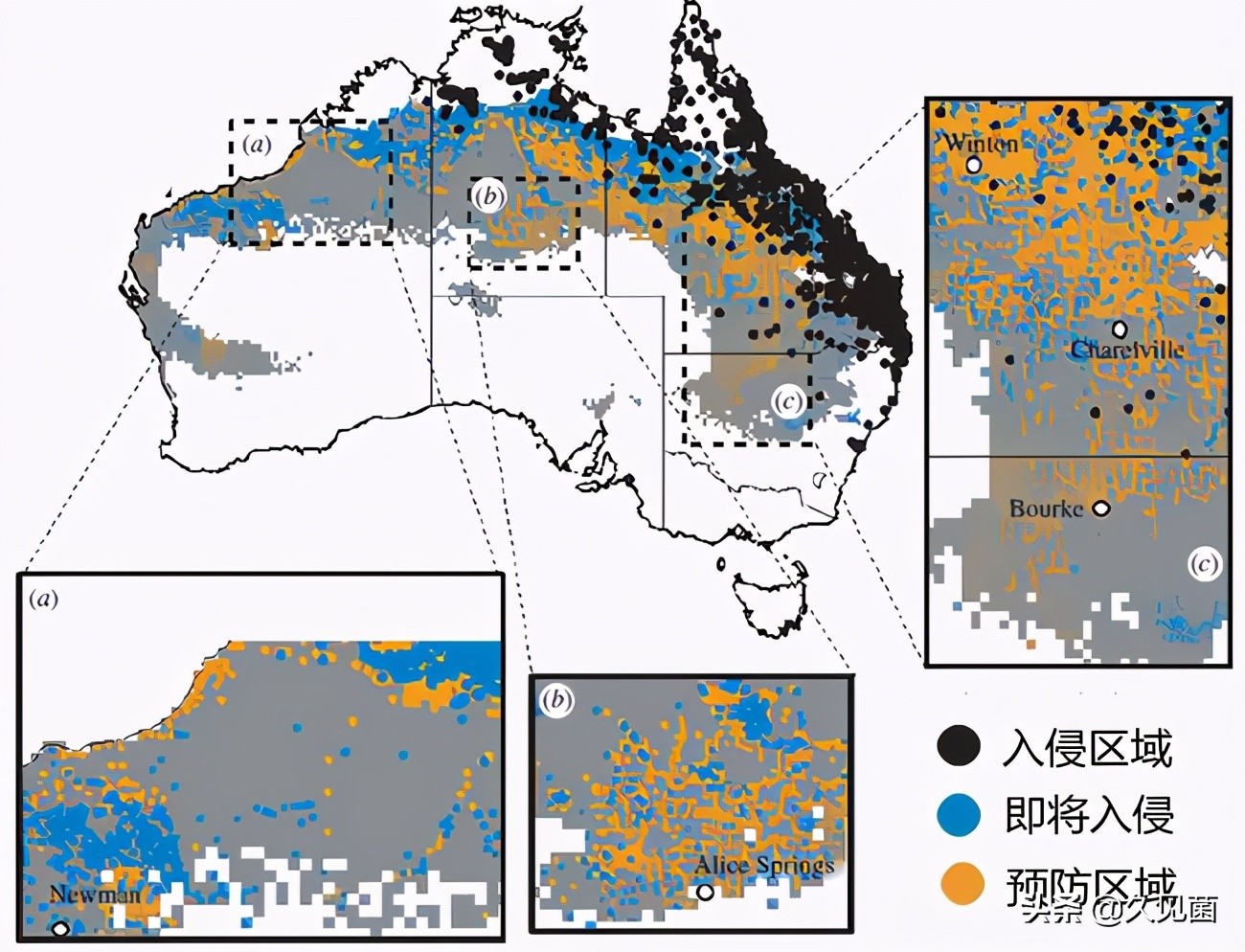 甘蔗蟾蜍入侵澳洲,澳大利亚新入侵物种海蟾蜍