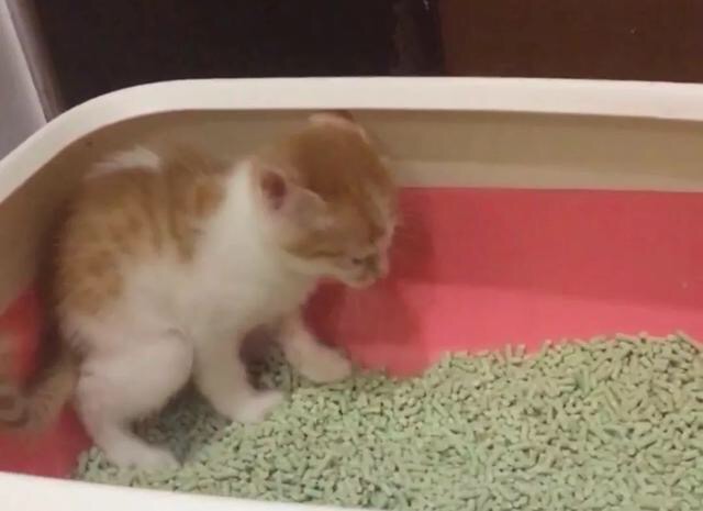 为什么猫咪一直对什么都不感兴趣,猫咪不开心的时候会有什么表现