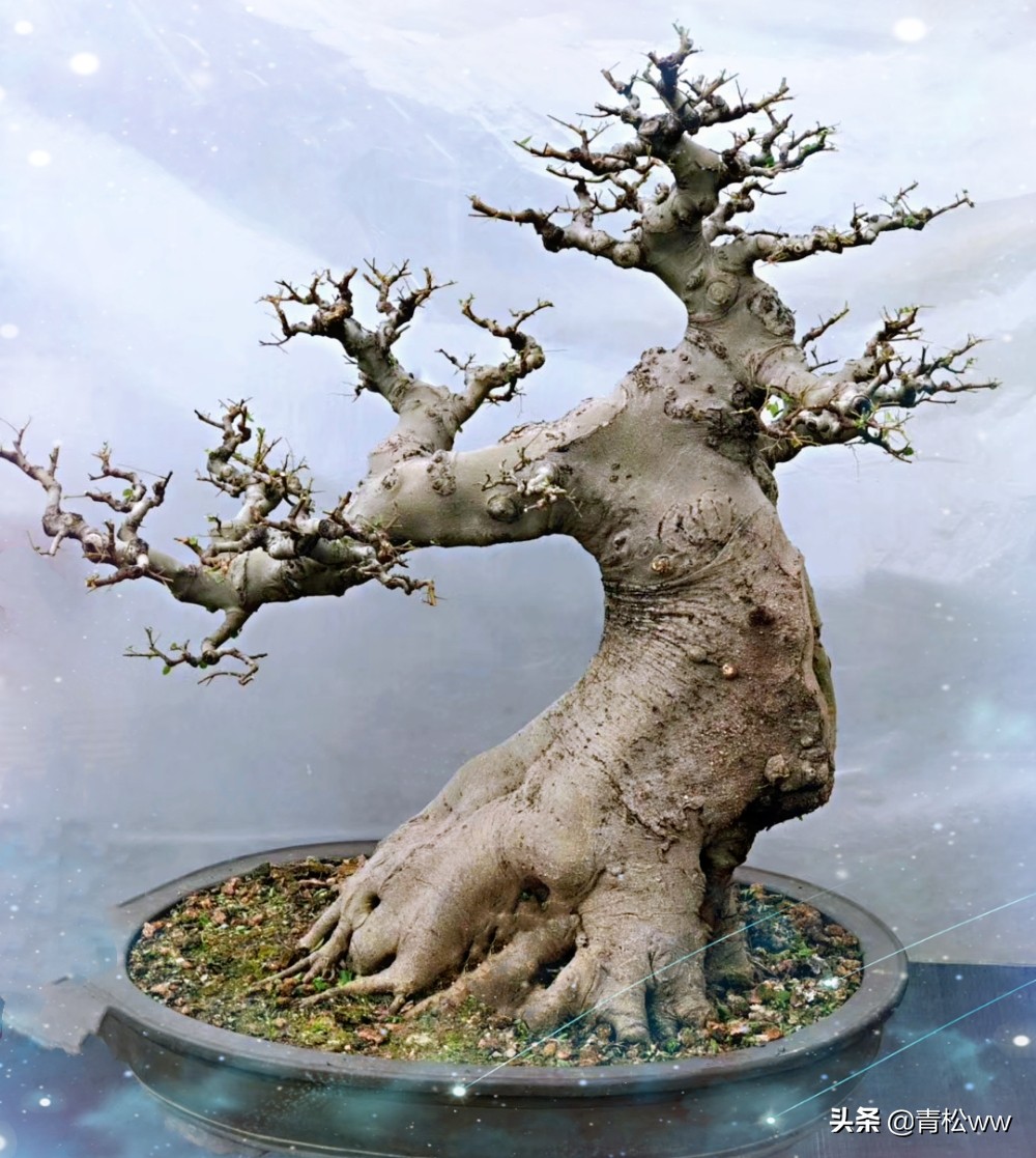 盆景植物烂根了怎么补救,盆景黄叶的处理方法