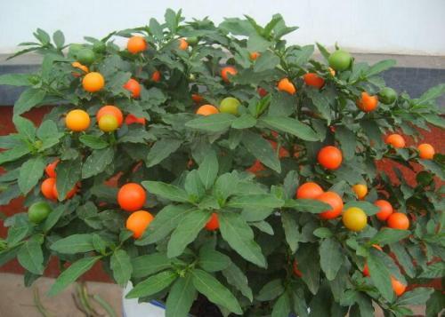 既能观花又观果的花卉盆栽,可在室内养的观果盆栽有哪些