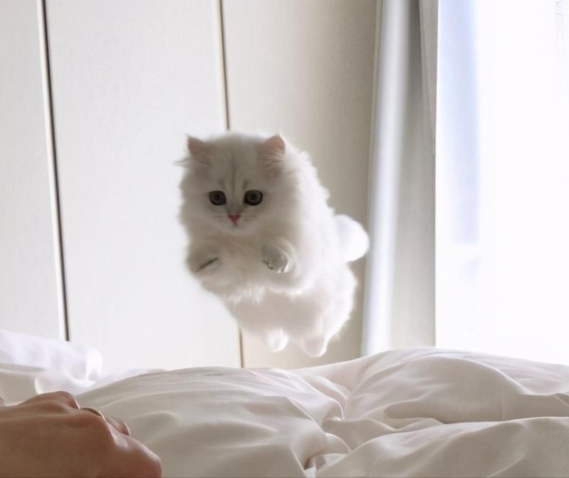 猫咪得猫癣一定会传染给人吗,脚气会不会传染给猫形成猫癣