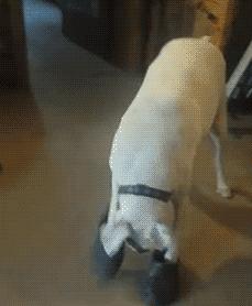 科学养犬四个标准是指哪些,科学养宠攻略狗不能吃什么