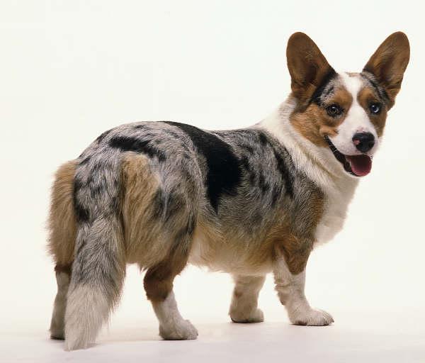 世界上一百种狗的图片,世界十种名贵狗