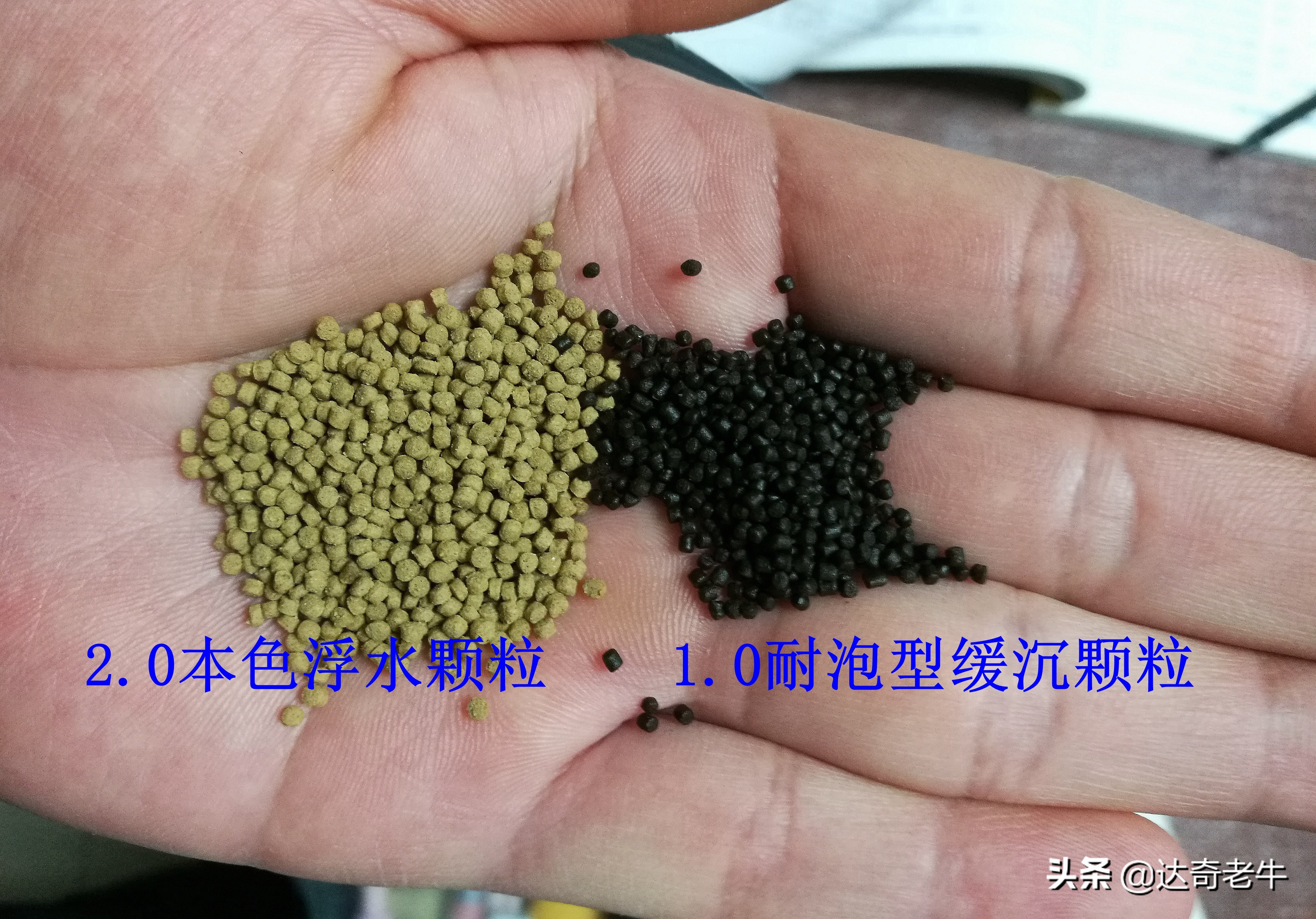 浮水颗粒喂鱼,怎么用浮水颗粒钓滑鱼