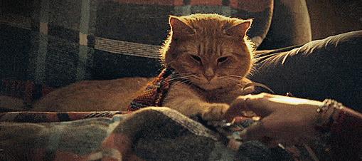 为什么流浪猫鲍勃去世了,流浪猫鲍勃治愈了多少人