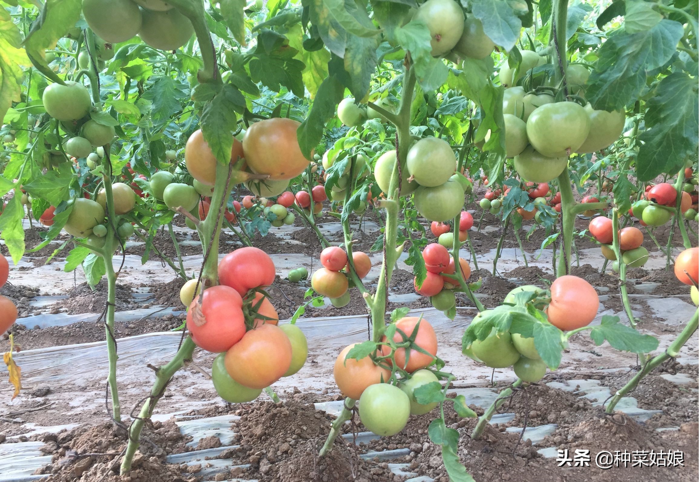 番茄植株调整,大棚种植番茄提高番茄产量