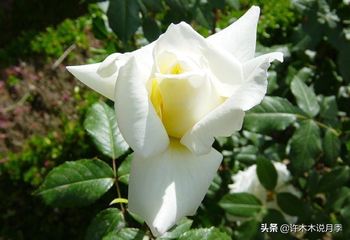 月季品种大全大图欣赏,美到窒息的月季品种图片