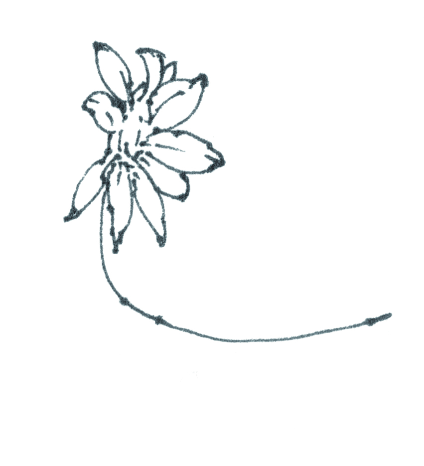 章鱼小丸子草莓,蓝莓章鱼小丸子