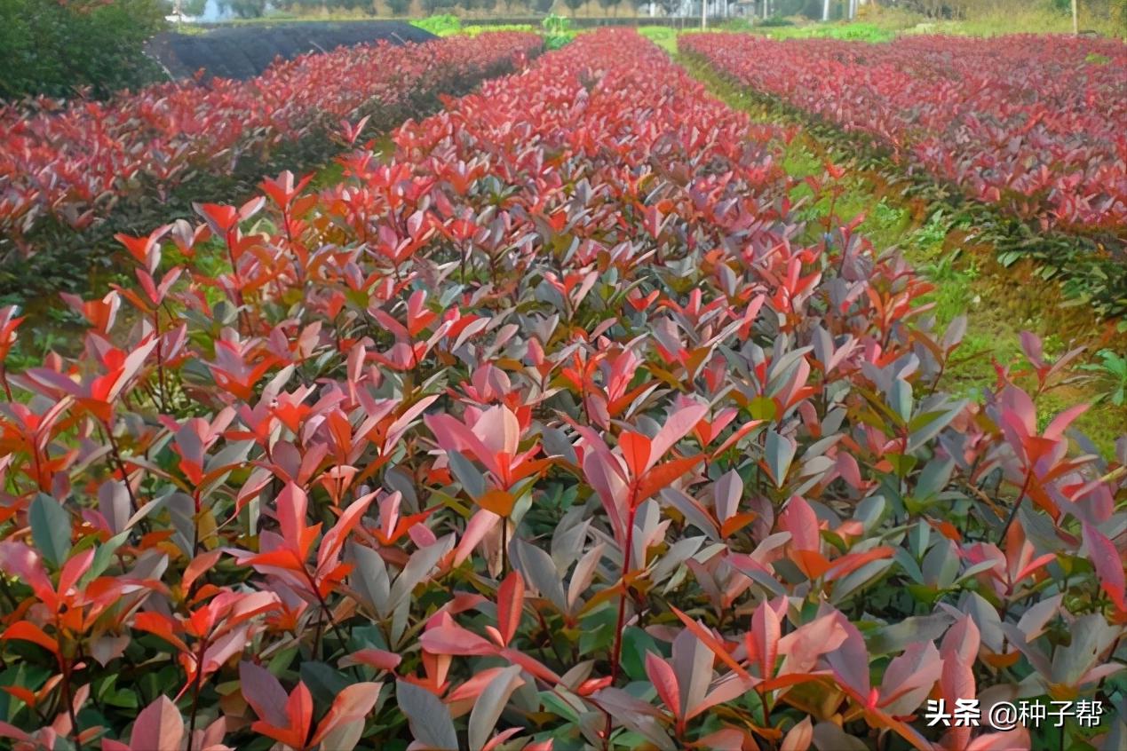 红叶石楠怎么修剪成四方形,高大的红叶石楠用什么修剪