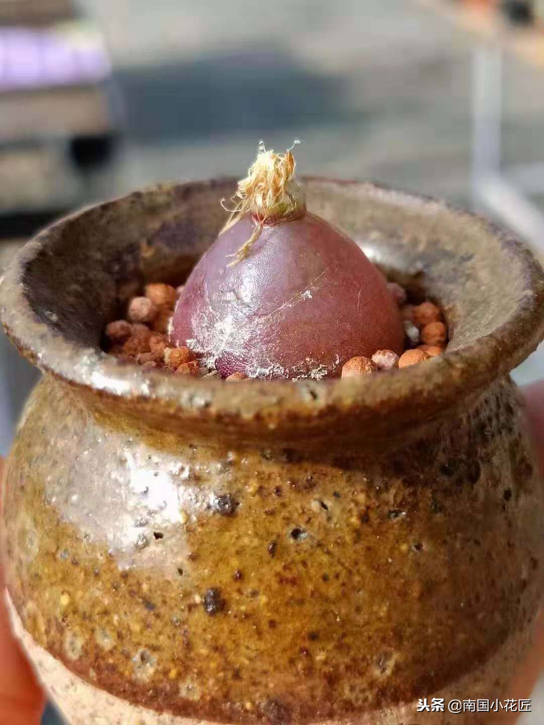 小多肉多少钱一盆,小多肉5-8公分批发