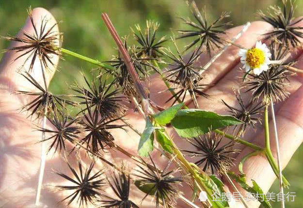 农村的鬼针草,农村有一种野草叫鬼针草能吃么