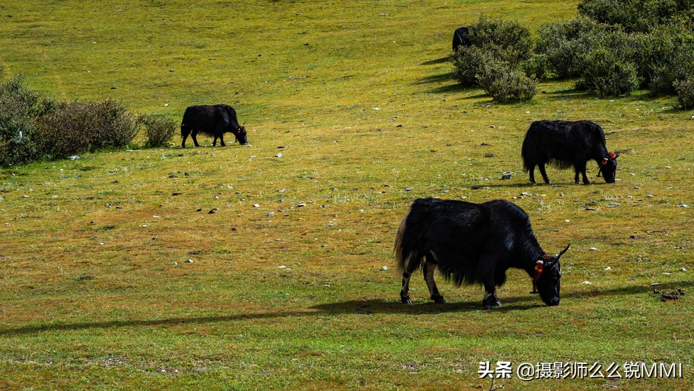 拉萨自由行5天旅游攻略情侣,色影无忌西藏摄影旅游攻略