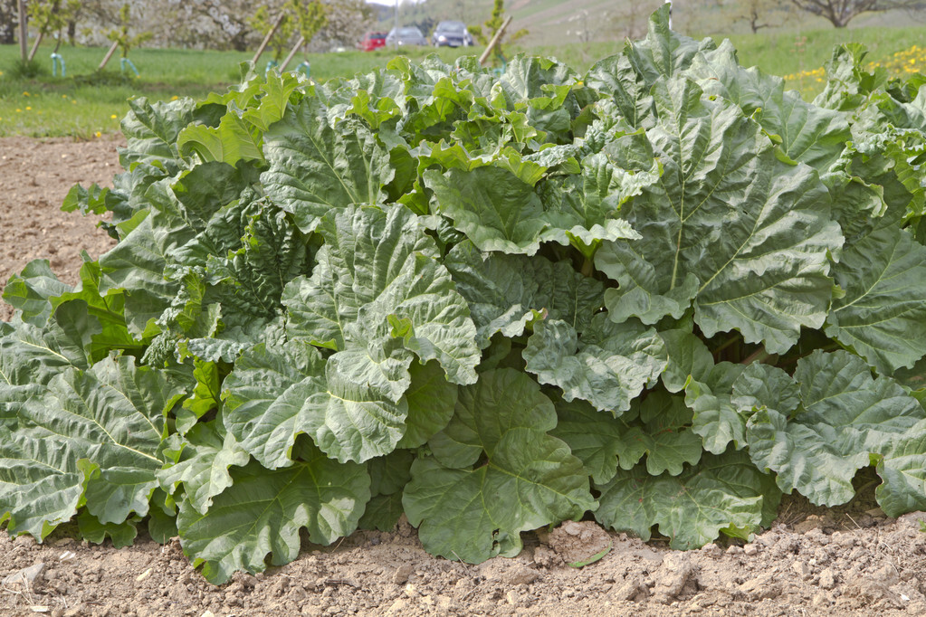 附子理中丸治疗腹泻严重,附子理中丸治腹泻吗