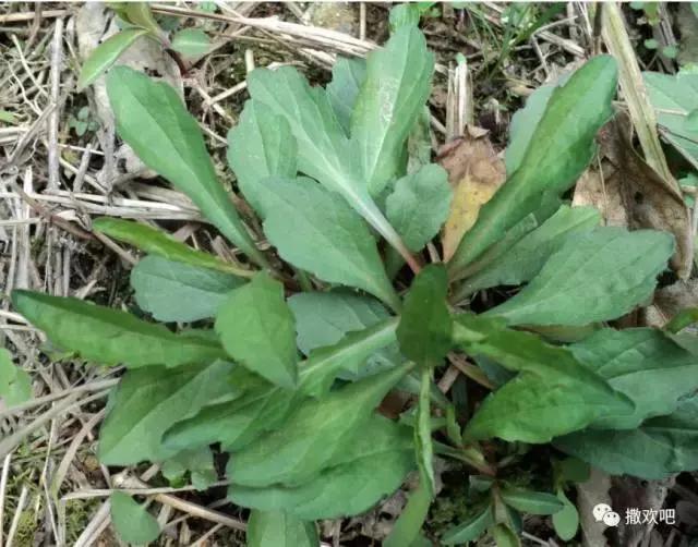 武穴又到挖野菜的时候了,江边好多人都在挖野菜,你吃了吗?