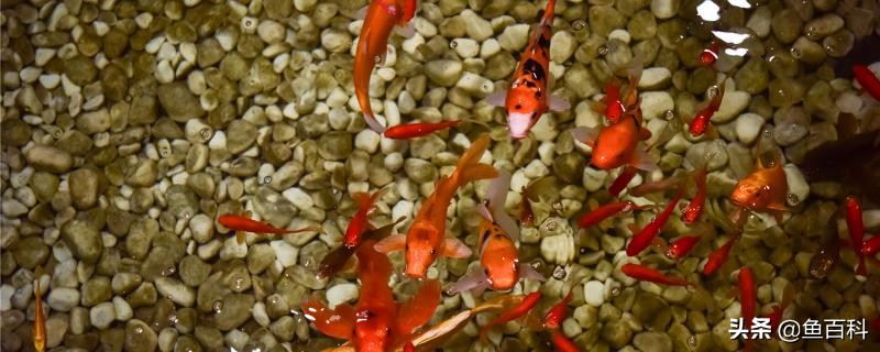 鱼屎和残渣,鱼卵和鱼便怎么分离