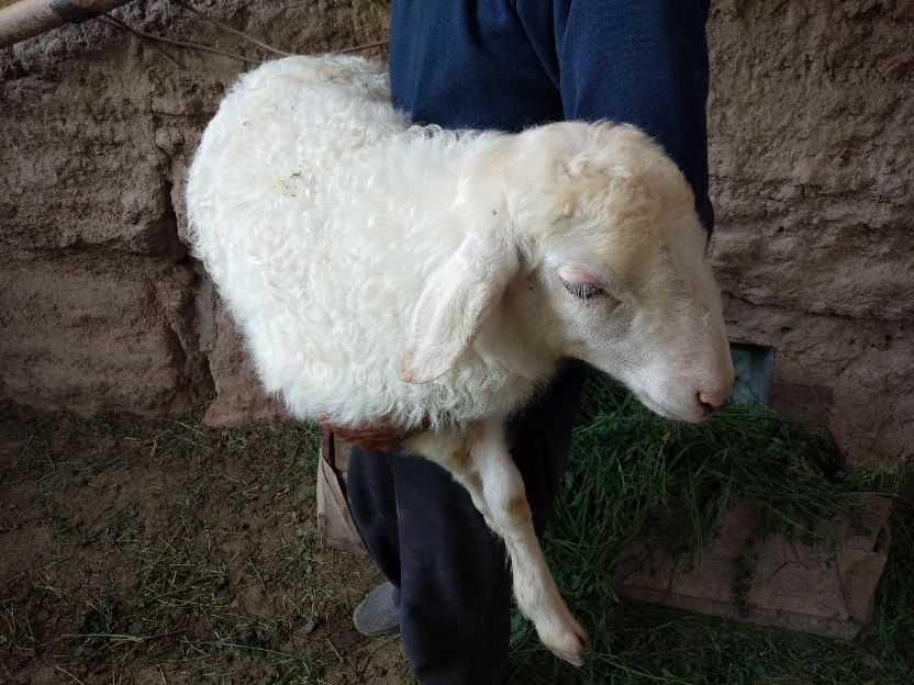 10只母羊一年利润有多少？要想算清这笔“糊涂账”，真不容易