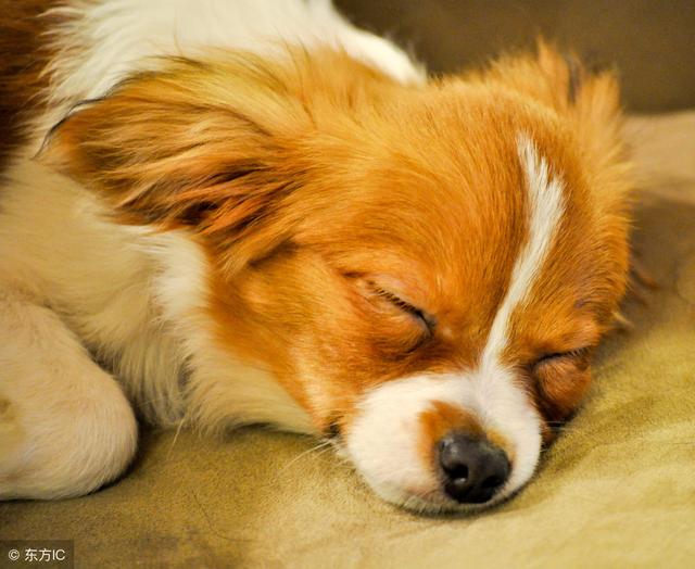 台湾兽医亲述狗粮致肾衰竭事件始末,前事不忘后事之师(二)