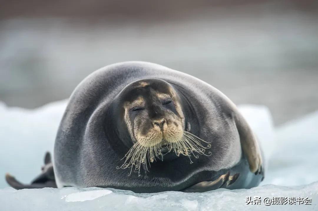 尼康拍野生动物,这位摄影师