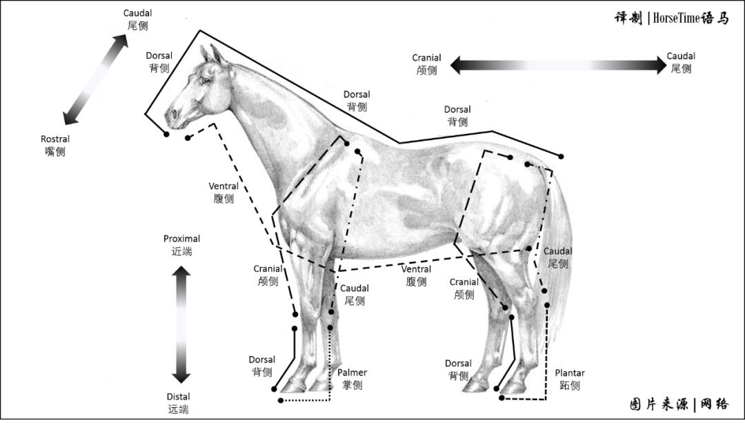 中轴骨和四轴骨,中轴脊柱