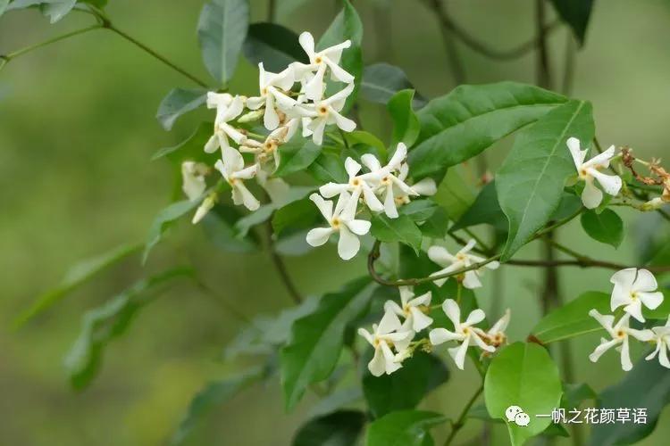 络石(Trachelospermumjasminoides)