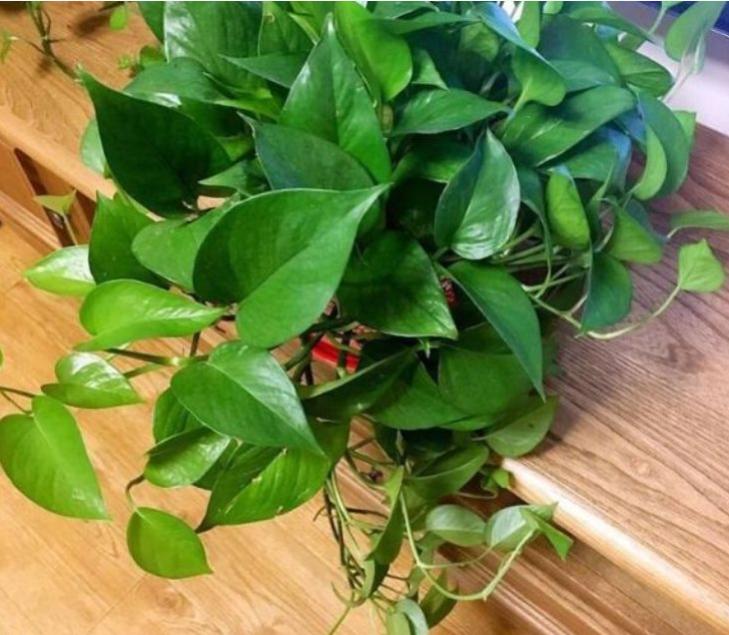 绿萝换盆后施肥过多黄叶怎么办,绿萝黄叶蔫了能换土吗