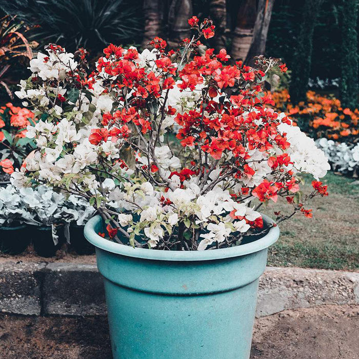 花土里小飞虫怎么彻底清除,花土里的黑色飞虫怎么消灭