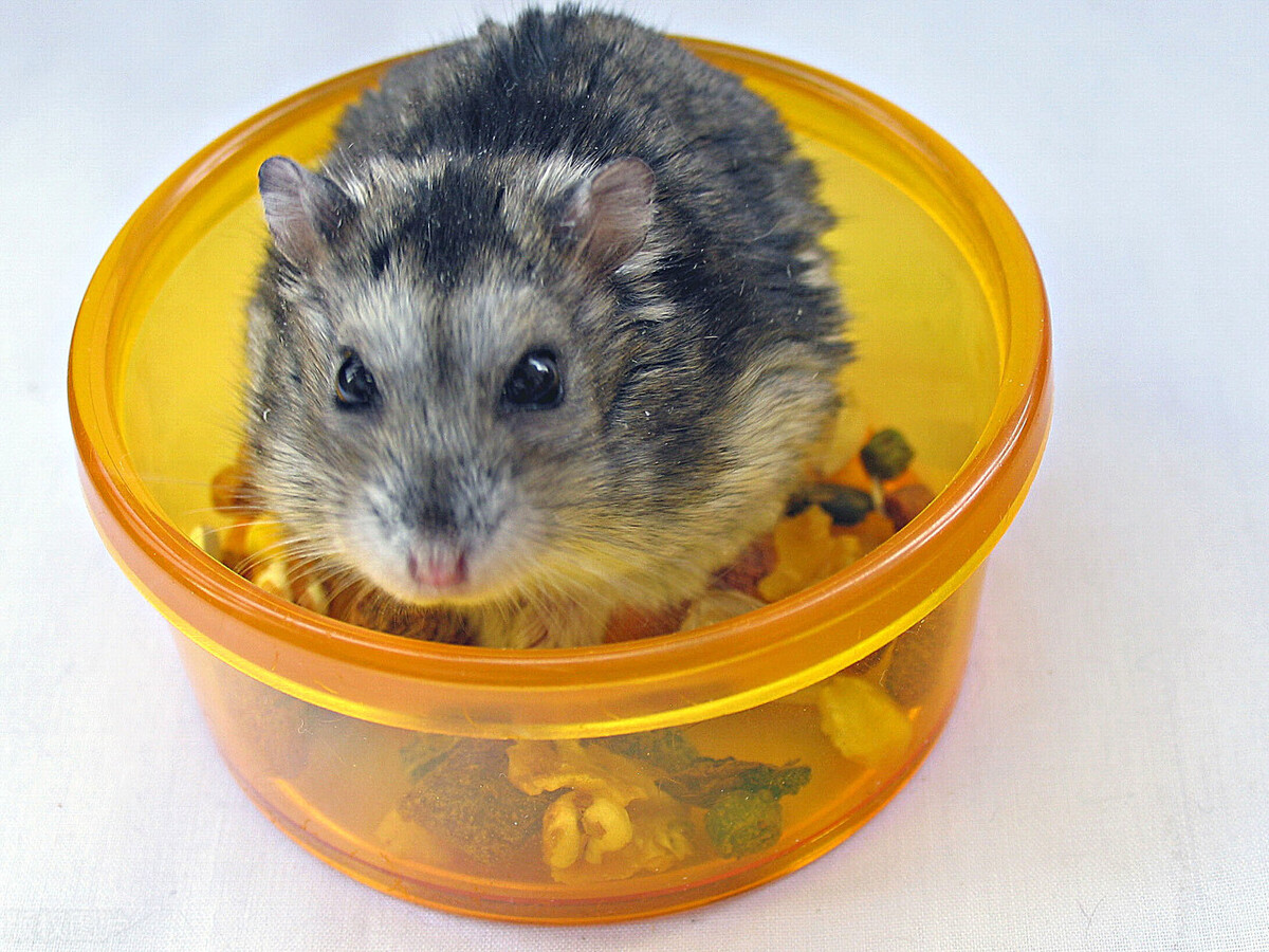 仓鼠的饮水器卡扣拧不动了怎么办,仓鼠没有饮水器怎么喝水