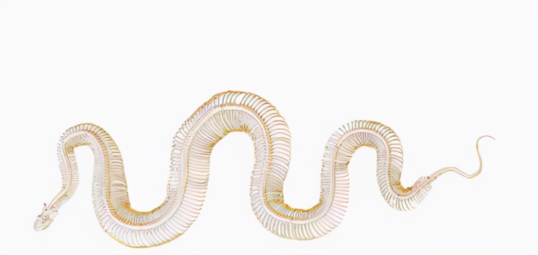 蛇中大熊猫价值,中国蛇中大熊猫