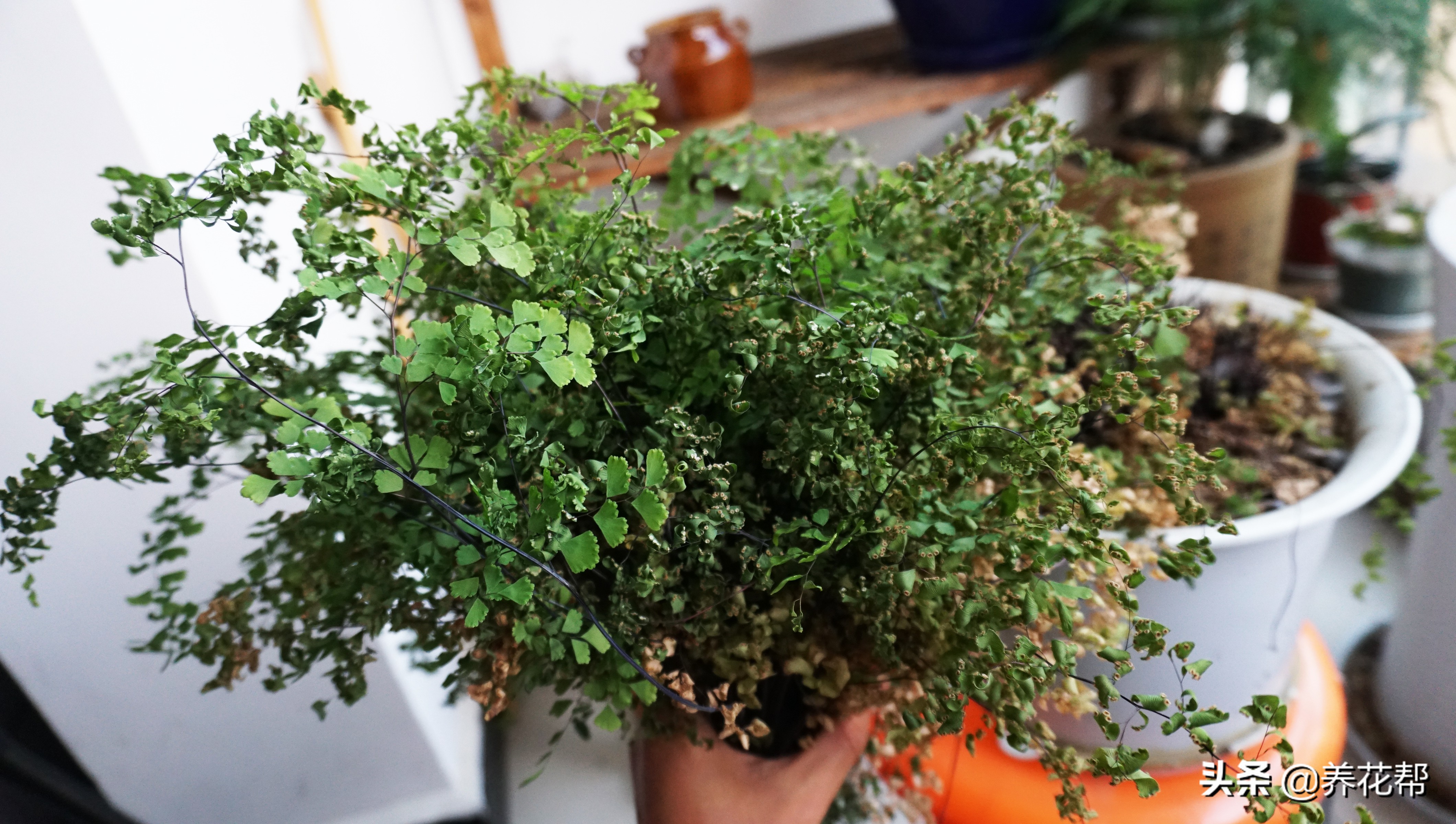 铁线蕨枯叶、黄叶不必慌，这样处理明年照样长爆盆