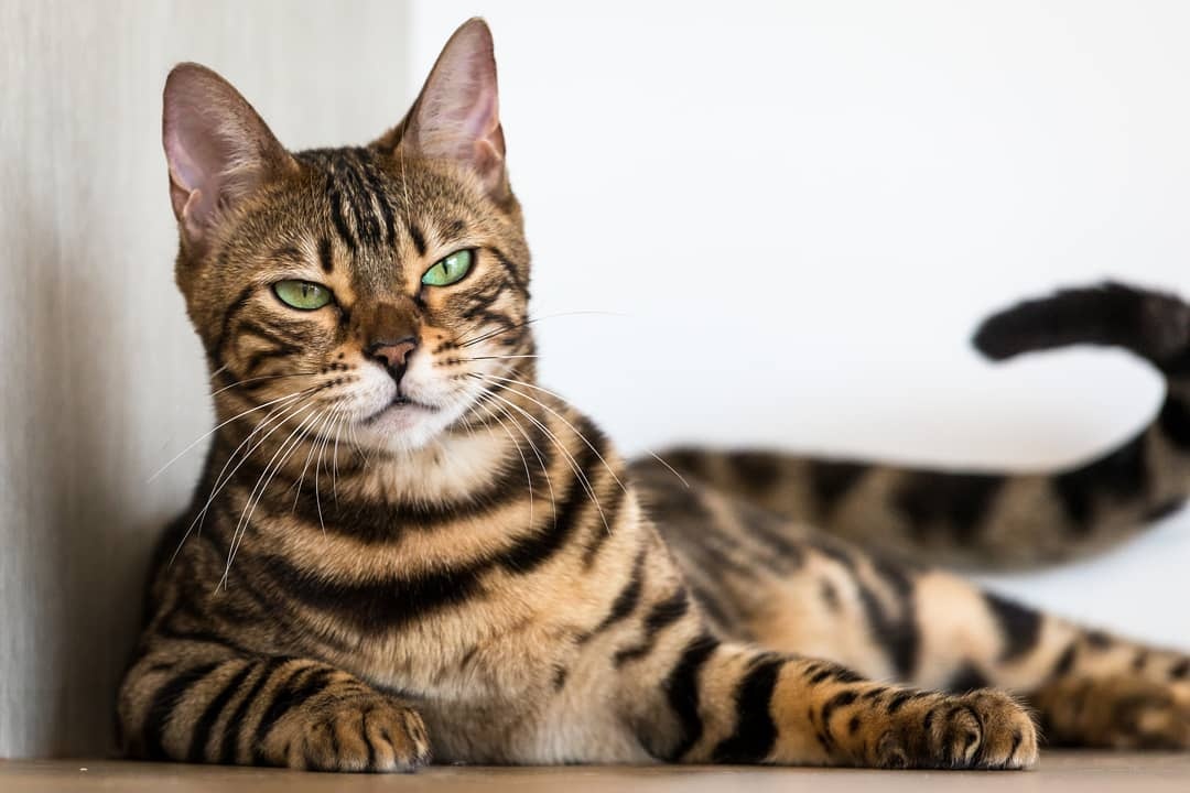 新手养猫不建议养的四种猫,适合新手和不建议新手养的猫