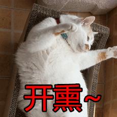 到底是养一只猫好还是养两只,养一只猫好一点还是两只猫好一点