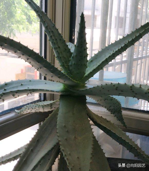 不起眼的芦荟，价值非常高，夏天止痒必备，有“它”不用怕蚊子