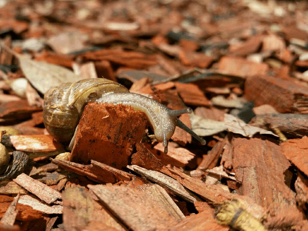 寄生虫操纵人类大脑,操纵意识的寄生虫