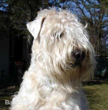 不掉毛无体味性格温顺的小型犬,宠物狗大全表