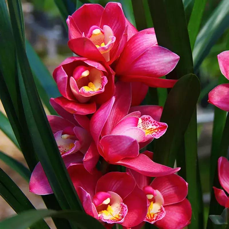 养兰花用什么肥料最好,核桃壳做养兰花肥料的方法