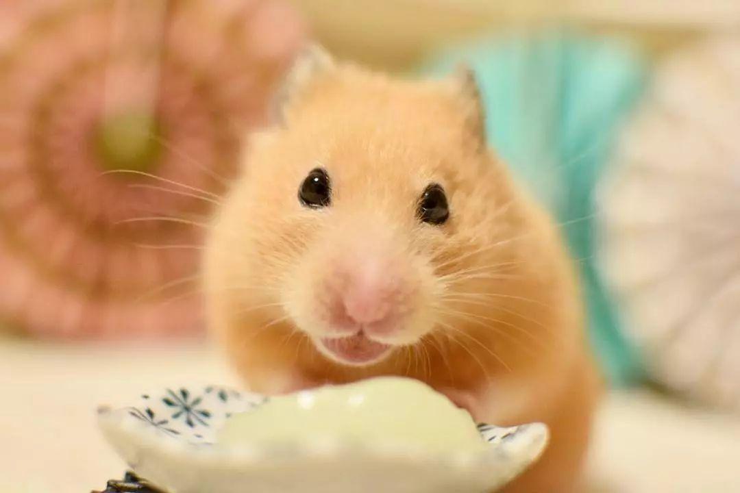 仓鼠老是咬笼子跑来跑去怎么办,养仓鼠改掉咬笼子的这个坏习惯