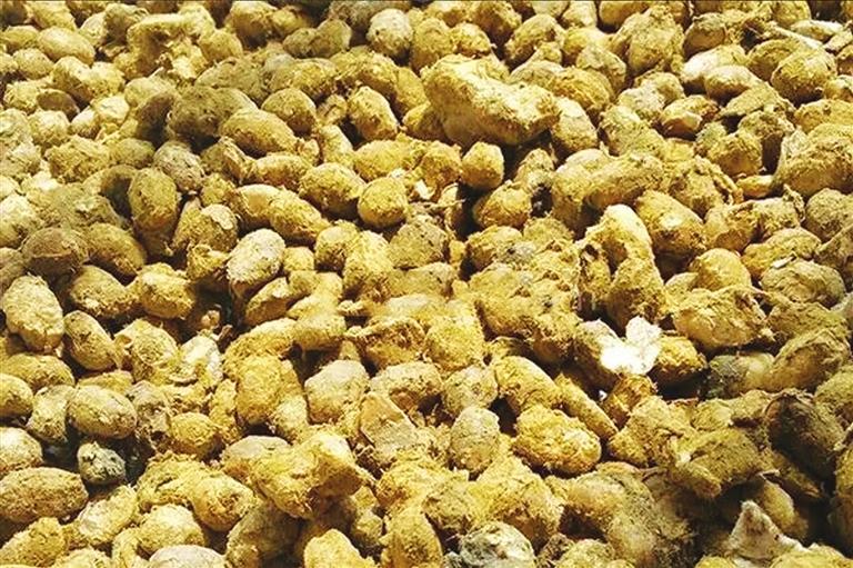 晒酱豆发酸什么原因,怎样用黄蒿晒酱豆子