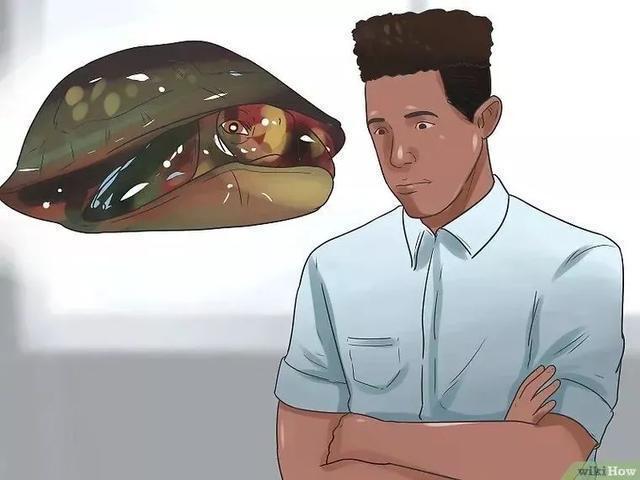 龟怎样才算认可主人,怎么增加和龟的互动性